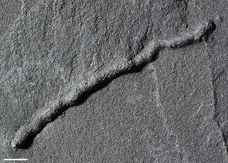 Les traces fossilisées d'un déplacement. // Source : Université de Poitiers/A. El Albani