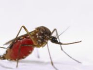 Un moustique Aedes aegypti gorgé de sang. // Source : Flickr/CC/USDA-ARS (photo recadrée)