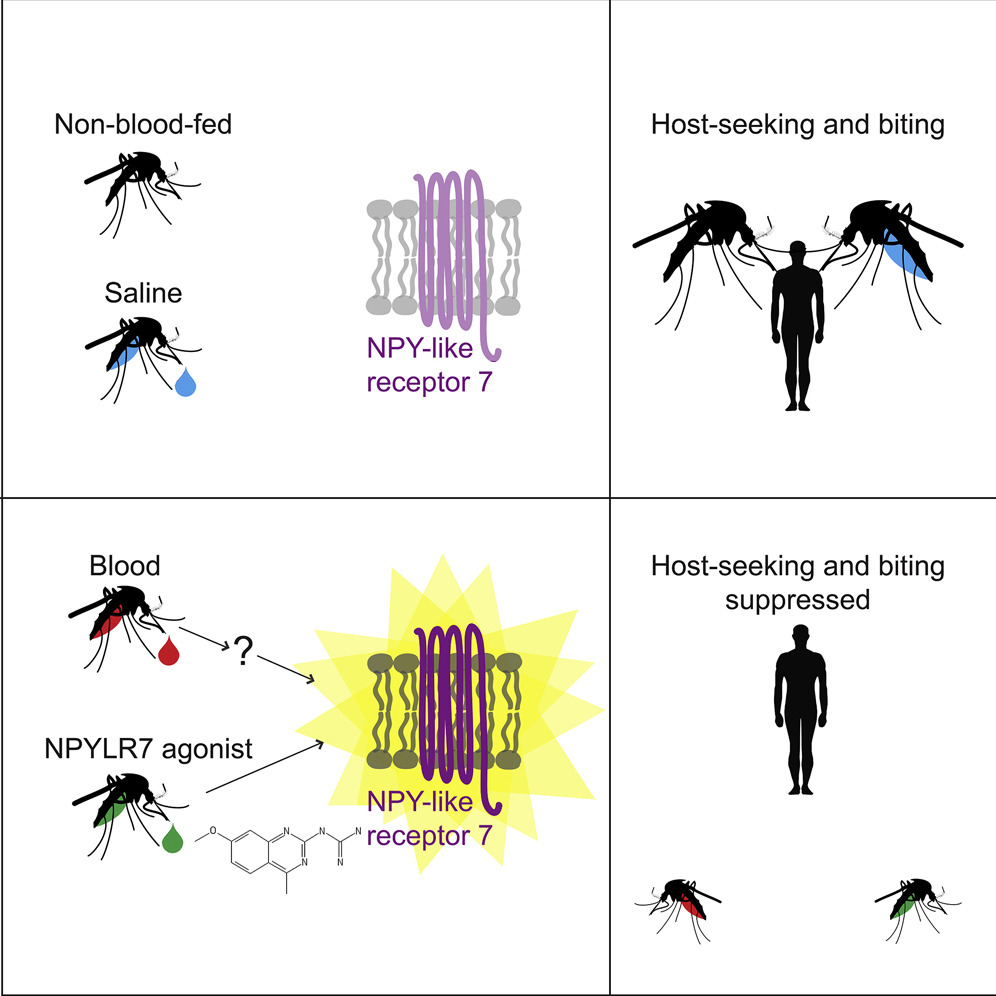 Les moustiques cessent de piquer les humains avec ce médicament. // Source : Duvall, Ramos-Espiritu, Barsoum, Glickman, Vosshal