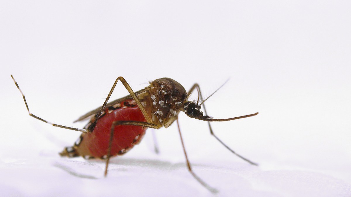 Un moustique Aedes aegypti gorgé de sang. // Source : Flickr/CC/USDA-ARS (photo recadrée)