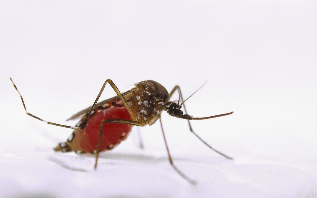 Un moustique Aedes aegypti gorgé de sang. // Source : Flickr/CC/USDA-ARS (photo recadrée)
