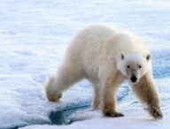 Un ours polaire. // Source : Flickr/CC/Christopher Michel (photo recadrée)