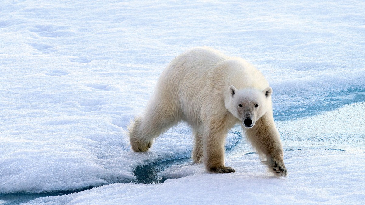 Un ours polaire. // Source : Flickr/CC/Christopher Michel (photo recadrée)