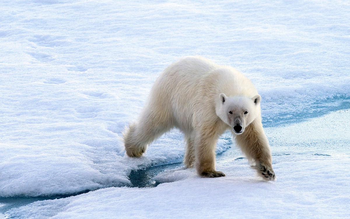 Un ours polaire. // Source : Flickr/CC/Christopher Michel (photo recadrée)