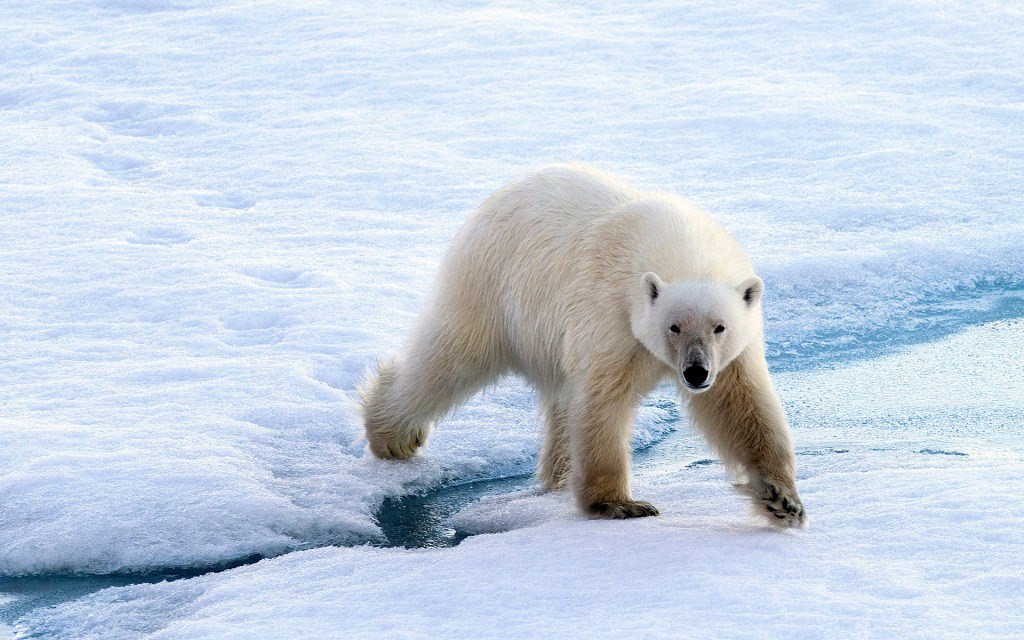 Un ours polaire. // Source : Flickr/CC/Christopher Michel (photo recadrée)