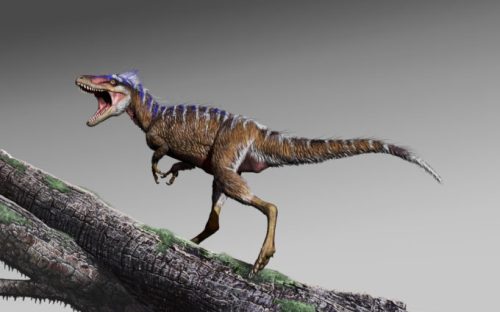 La nouvelle espèce de tyrannosaure découverte. // Source : Jorge Gonzales (photo recadrée)