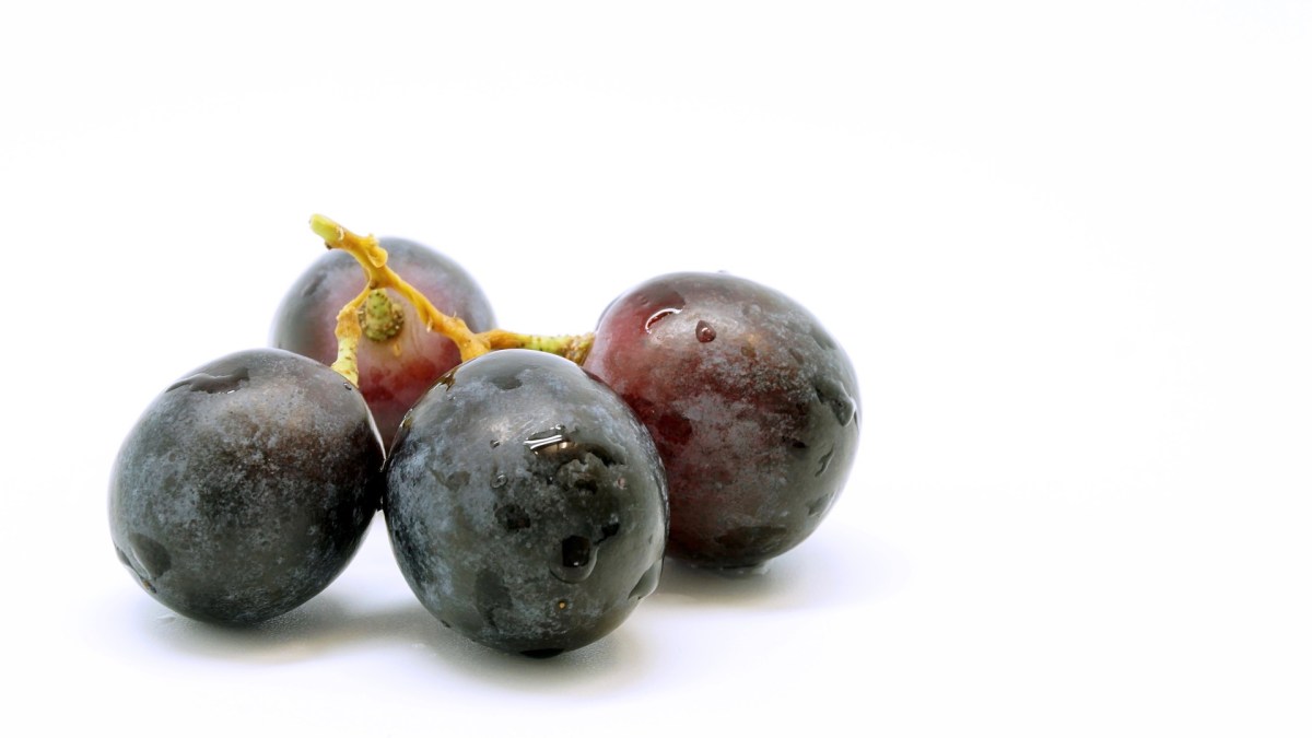 Des grappes de raisin. // Source : Pixabay (photo recadrée)