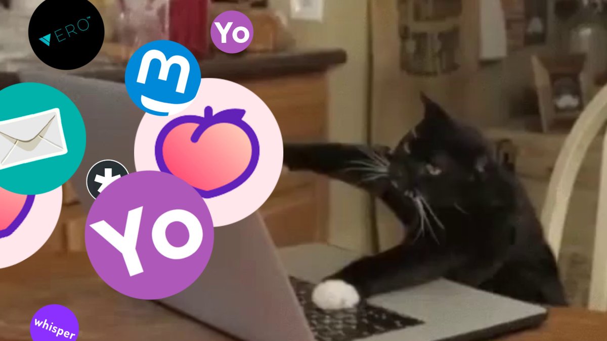 Un chat utilisant des réseaux sociaux parce que pourquoi pas. // Source : Montage Numerama