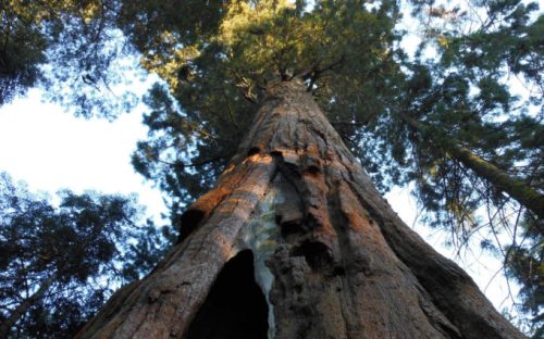 Un sequoia. // Source : Pxhere/CC0 Domaine public (photo recadrée)