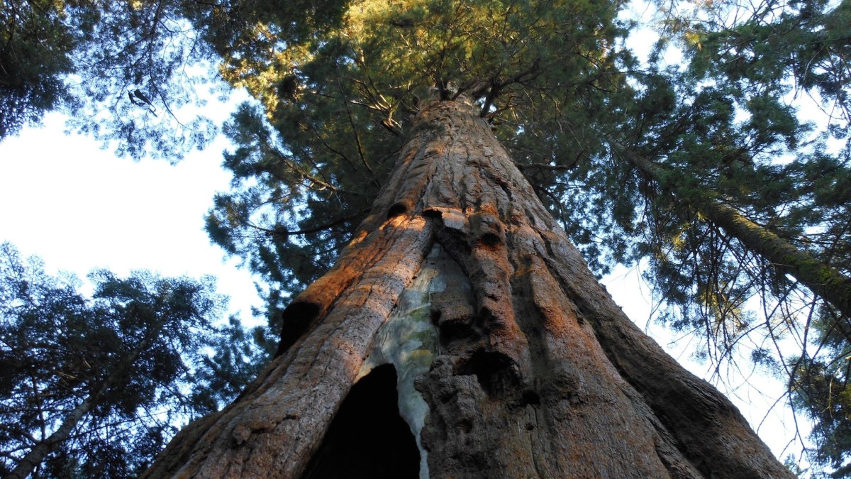 Un sequoia. // Source : Pxhere/CC0 Domaine public (photo recadrée)