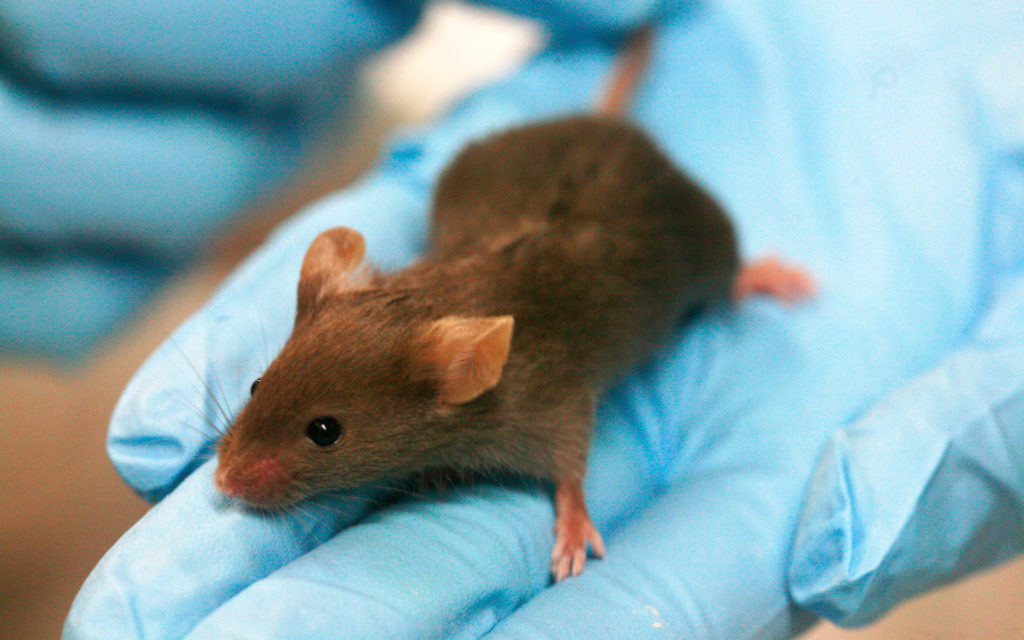 L'expérience a été réalisée sur des souris de laboratoire. // Source : Wikimedia/CC/Rama (photo recadrée)