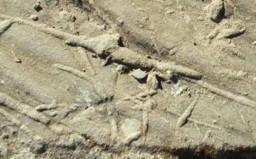 Des traces de tunnels creusés par des vers, fossilisées. // Source : Flickr/CC/Amanda Slater (photo recadrée)