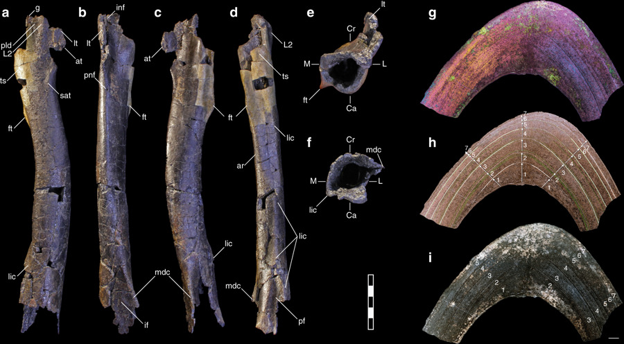 Les fossiles retrouvés. // Source : Wikimedia/CC/Lindsay E. Zanno, Ryan T. Tucker, Aurore Canoville, Haviv M. Avrahami, Terry A. Gates & Peter J. Makovicky