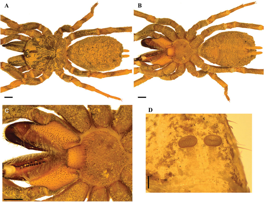 L'espèce Stormtropis paisa. // Source : Perafan, Galvis et Pérez-Miles ; ZooKeys
