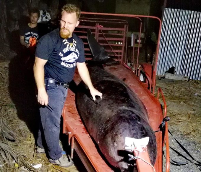 L'animal est mort d'avoir ingéré 40 kilos de plastique. // Source : D' Bone Collector Museum Inc. via Facebook L'animal est mort d'avoir ingéré 40 kilos de plastique. // Source : D' Bone Collector Museum Inc. via Facebook
