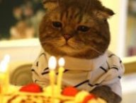 Un chat qui fête son anniversaire parce que pourquoi pas. // Source : Flickr