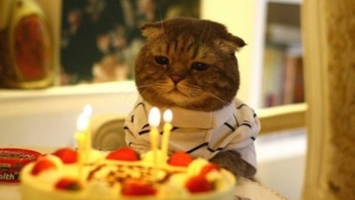 Un chat qui fête son anniversaire parce que pourquoi pas. // Source : Flickr