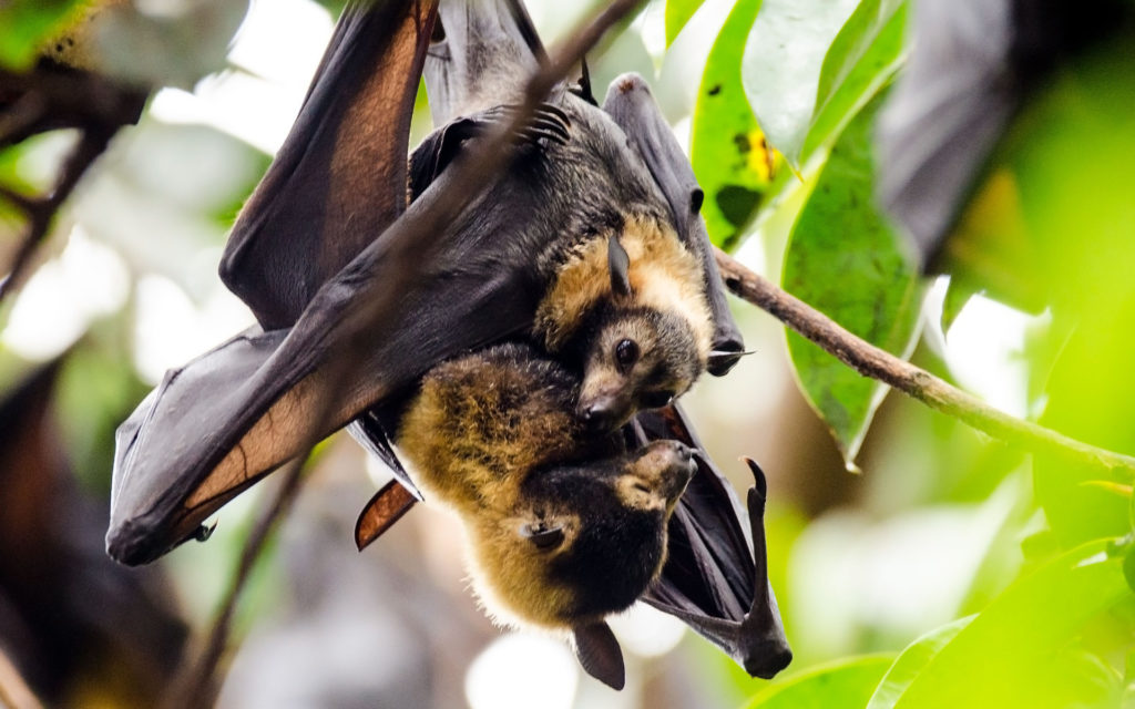 La présence de la magnétoréception a été étudiée chez les chauves-souris. // Source : Max Pixel/CC0 Domaine public (photo recadrée)