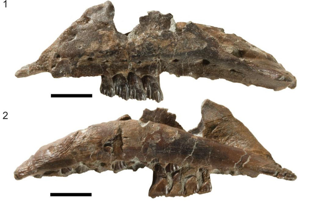 Les dents des dinosaures. // Source : The Paleontological Society (photo recadrée)