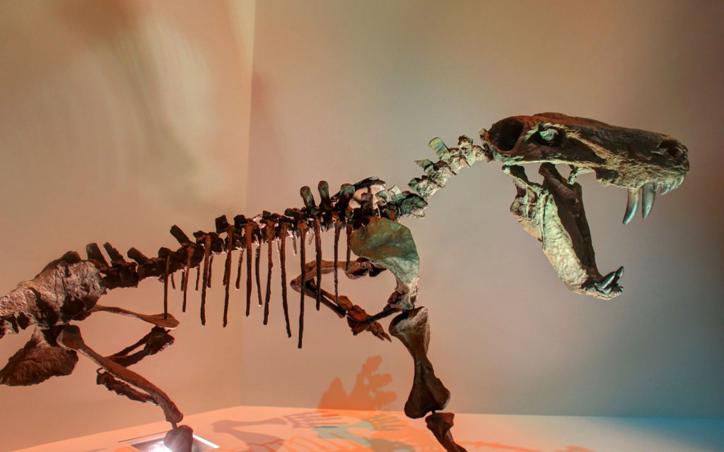 Un squelette de dinosaure. // Source : Pixabay (photo recadrée)