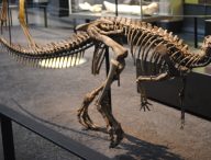 Un squelette de dinosaure Ornithopoda. // Source : Wikimedia/CC/Berlin Museum of Natural Science (photo recadrée)