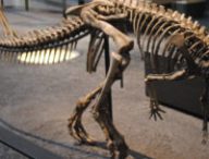 Un squelette de dinosaure Ornithopoda. // Source : Wikimedia/CC/Berlin Museum of Natural Science (photo recadrée)