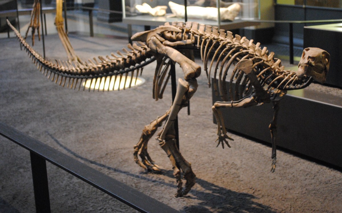 Un squelette de dinosaure Ornithopoda. // Source : Wikimedia/CC/Berlin Museum of Natural Science (photo recadrée)