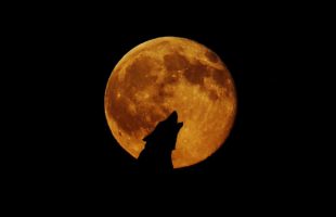 Un loup devant la pleine lune. // Source : Pxhere/CC0 Domaine public (photo recadrée)