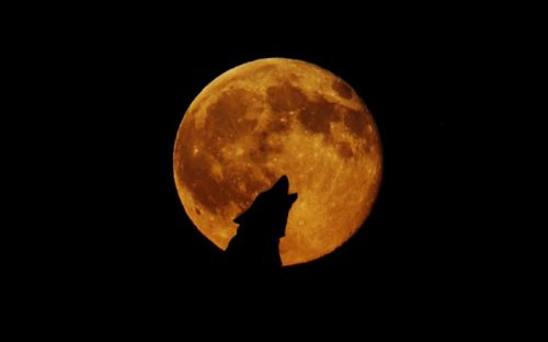 Un loup devant la pleine lune. // Source : Pxhere/CC0 Domaine public (photo recadrée)