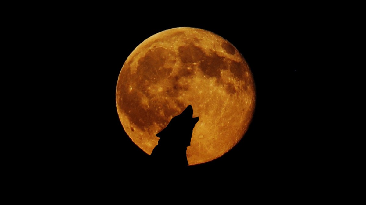 Un loup devant la pleine lune. // Source : Pxhere/CC0 Domaine public (photo recadrée)