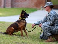 Un chien policier. // Source : Flickr/CC/USAG-Humphreys (photo recadrée)