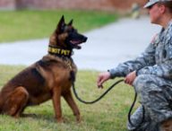 Un chien policier. // Source : Flickr/CC/USAG-Humphreys (photo recadrée)