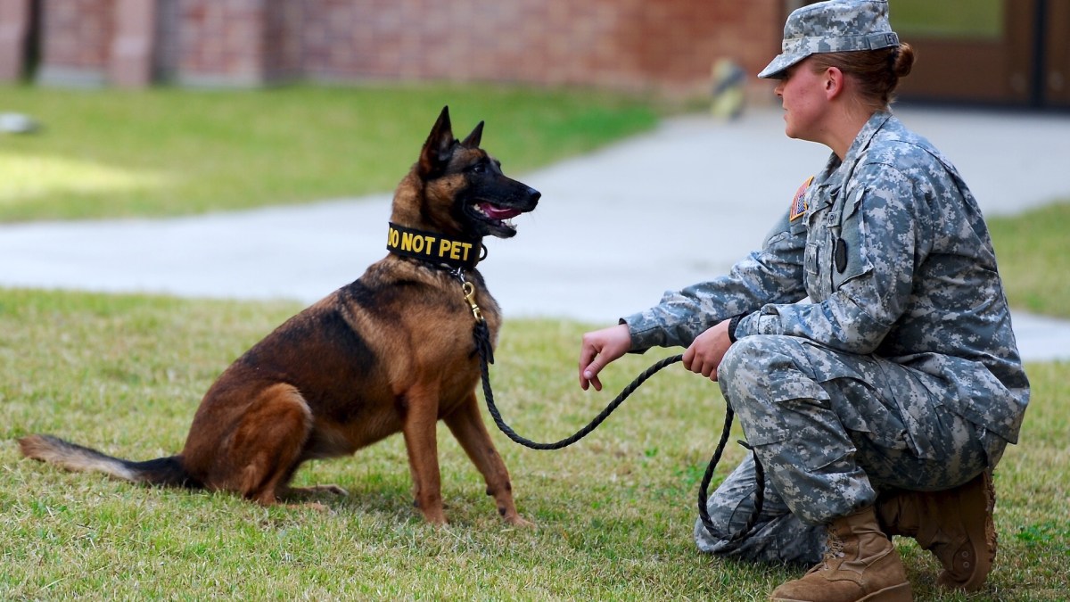 Un chien policier. // Source : Flickr/CC/USAG-Humphreys (photo recadrée)