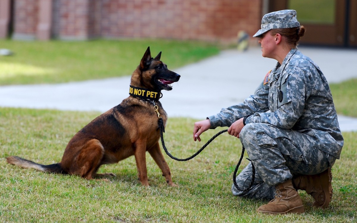 Un chien policier. // Source : Flickr/CC/USAG-Humphreys (photo recadrée)