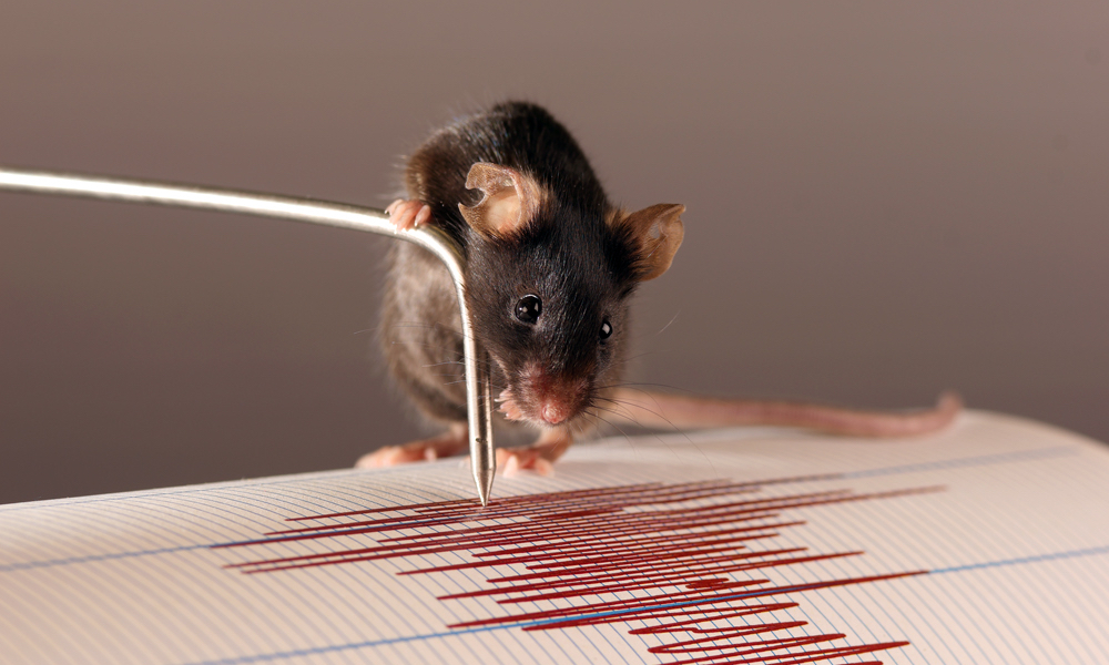 Comment le cerveau d'une souris perçoit-il les vibrations ? // Source : Huber, Daniel (photo recadrée)