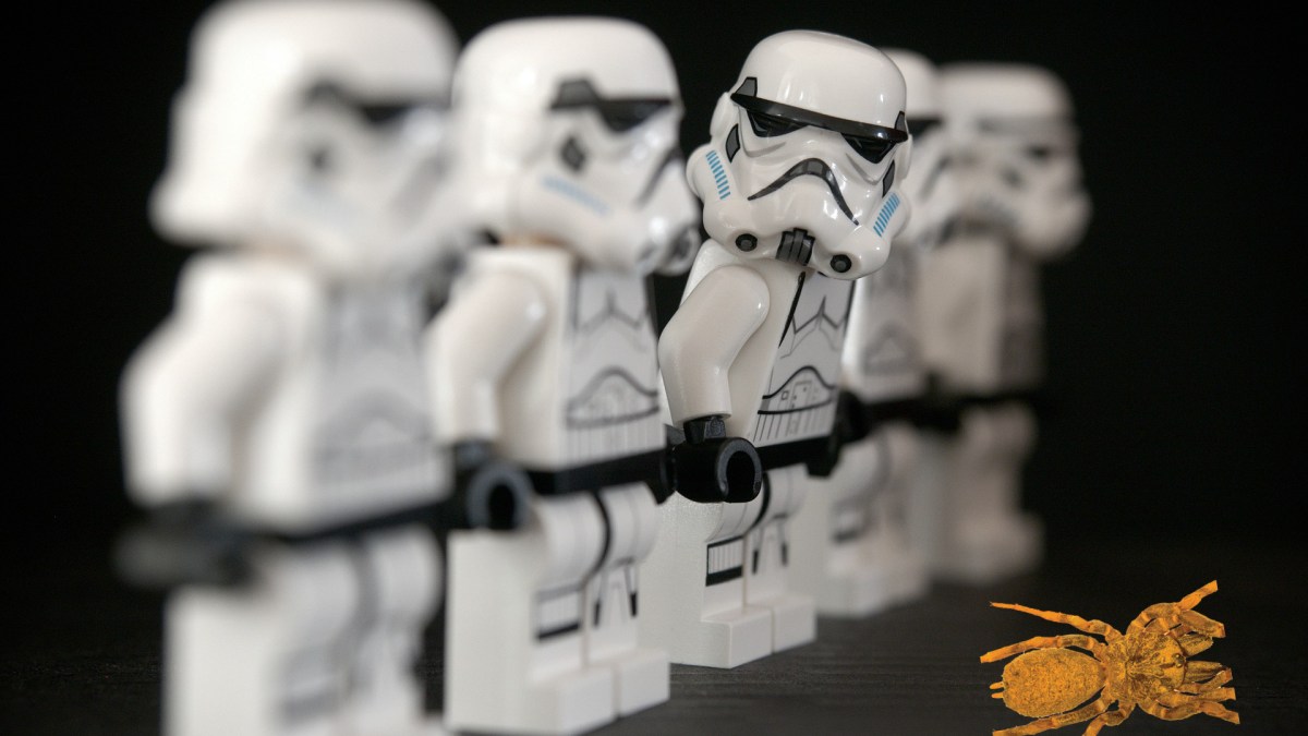 Les stormtroopers ont donné leur nom à une araignée. // Source : Pixabay (photo recadrée, montage Numerama)