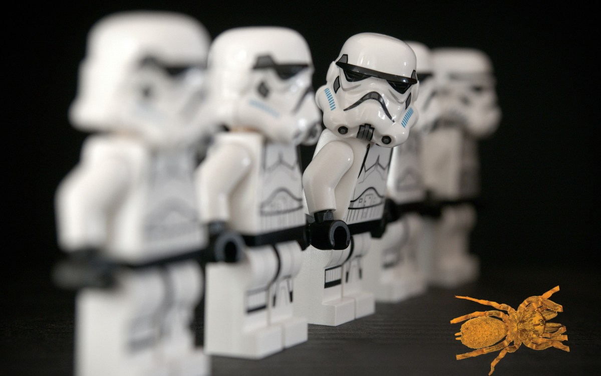 Les stormtroopers ont donné leur nom à une araignée. // Source : Pixabay (photo recadrée, montage Numerama)