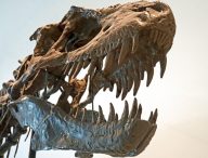 Un squelette de tyrannosaure. // Source : Flickr/CC/Dennis Jarvis (photo recadrée)