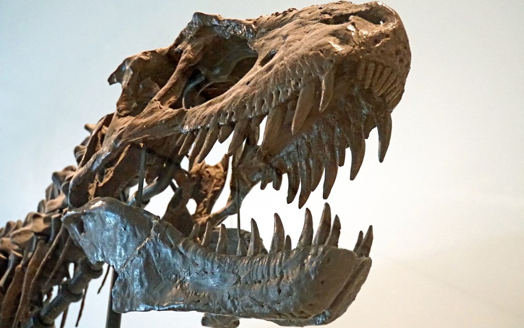 Un squelette de tyrannosaure. // Source : Flickr/CC/Dennis Jarvis (photo recadrée)