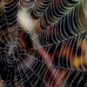 Une toile d'araignée. // Source : Pixabay