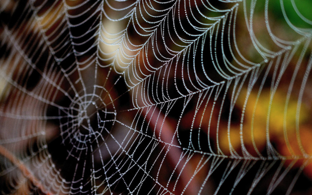 Une toile d'araignée. // Source : Pixabay