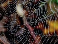 Une toile d'araignée. // Source : Pixabay (photo recadrée)