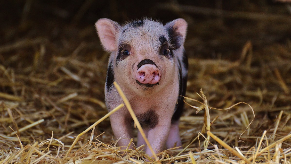 Un cochon. // Source : Pixabay (photo recadrée)