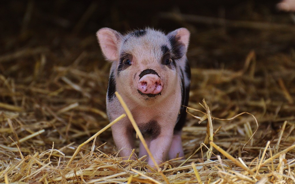 Un cochon. // Source : Pixabay (photo recadrée)