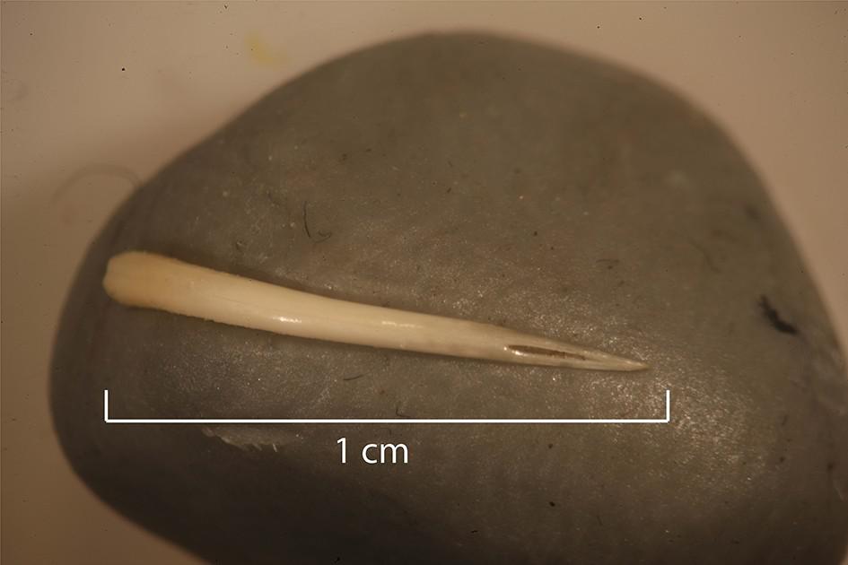 Le croc de serpent retrouvé dans ces fossiles. // Source : . M. Sonderman et al., 2019