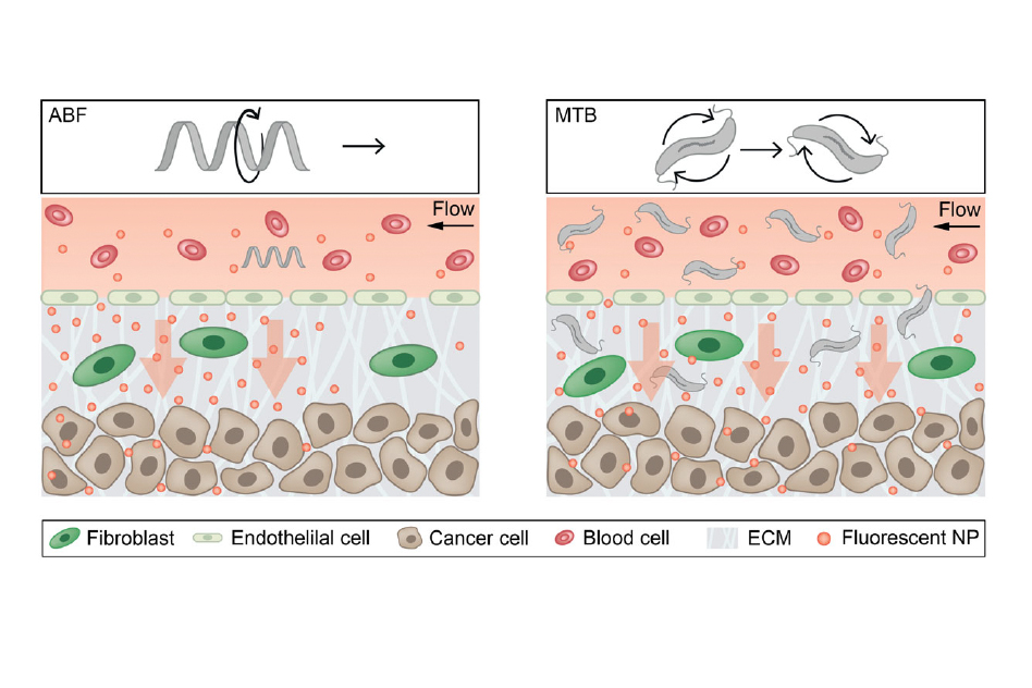 Le mini-robot aide à pousser les nanoparticules, à gauche. À droite, cette action est favorisée par des bactéries. // Source : MIT