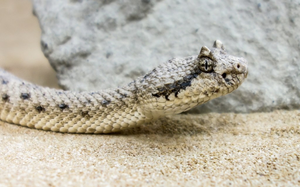 Un serpent. // Source : Max Pixel/CC0 Domaine public (photo recadrée)