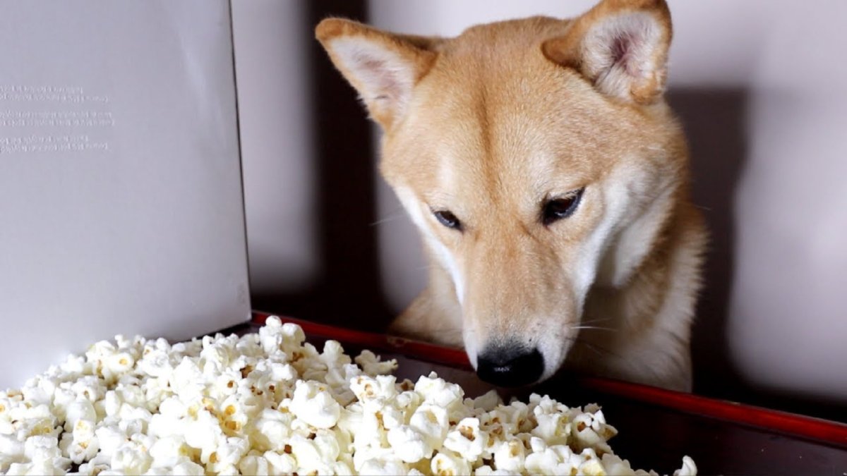 Un shiba qui fait de l'ASMR <3 // Source : Haru the shiba inu / YouTube