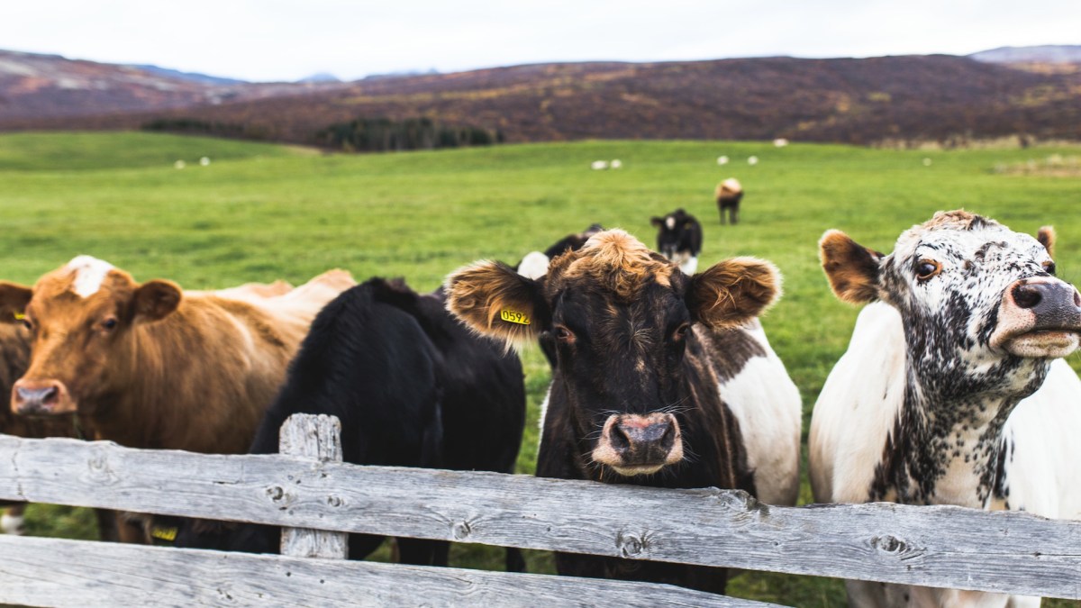 Des vaches. // Source : Pxhere/CC0 Domaine public (photo recadrée)