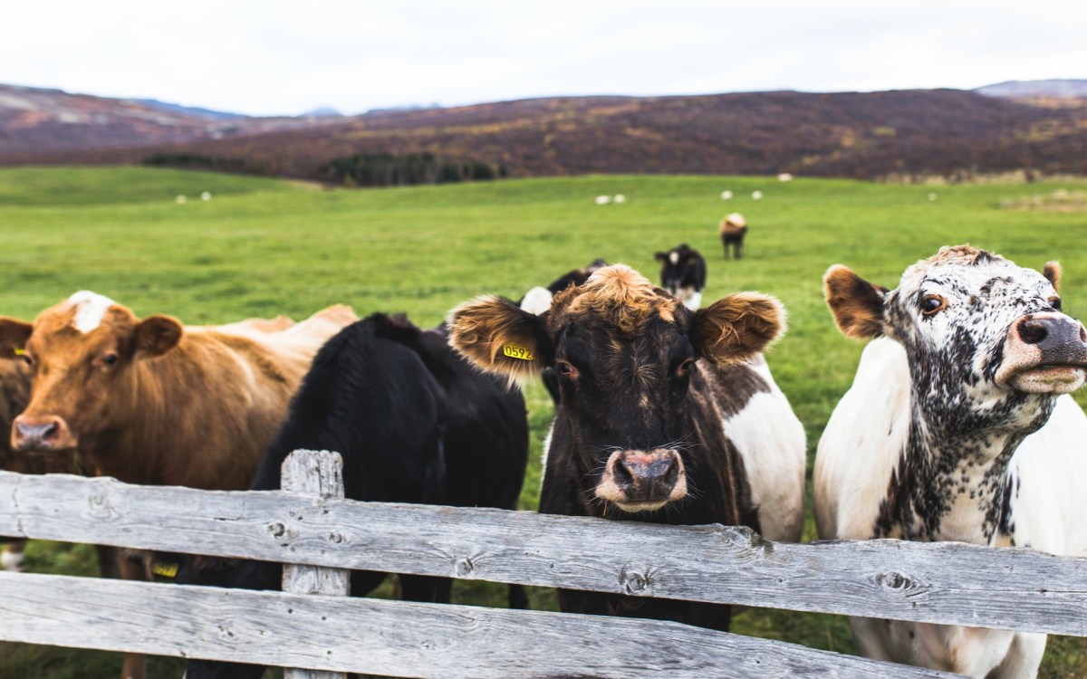 Des vaches. // Source : Pxhere/CC0 Domaine public (photo recadrée)